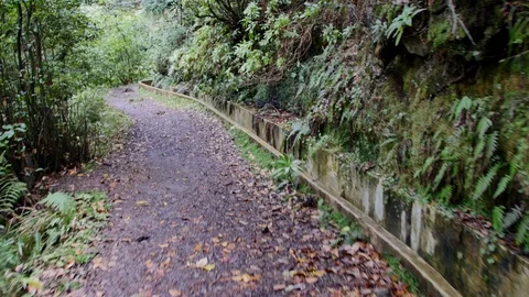 Levada  dos Tornos, Madeira. Stock-Footage 103097631