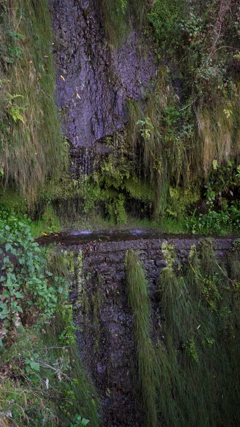 Levada Nova hike cutting across steep cliffs in Lombada da Ponta do Sol. The Stock Footage 345636585