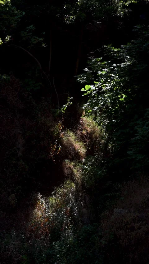 Levada Nova hiking trail in Lombada da Ponta do Sol, Madeira Island, where Stock Footage 345636467