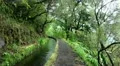 Levada tours in Madeira rainforest 20120225 131039 HD Footage