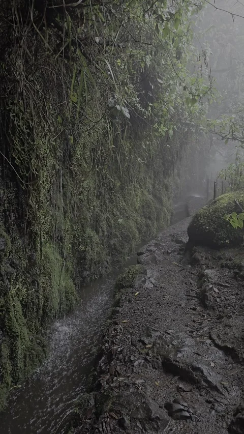 Levada trail through Laurisilva forest at Levada das 25 Fontes and Risco, Rabaça Stock Footage 310024532
