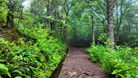 Levada Trail Through Lush Laurel Forest, Caldeirao Verde, Madeira Stock Footage 340128192