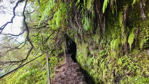Levada Trail Through Lush Laurel Forest, Caldeirao Verde, Madeira Stock Footage 340128399