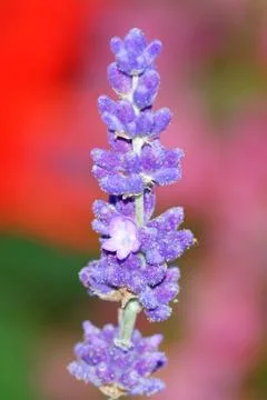 Levander blossom Foto stock