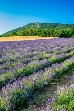 Levander Fields 写真素材