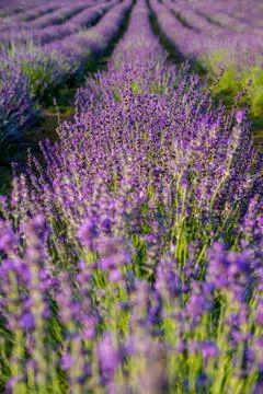 Levander Fields Stock Photos