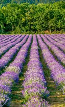 Levander Fields 写真素材