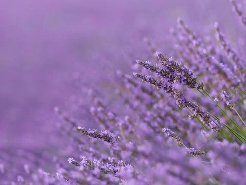 Levander flower as a wallpaper Stock Photos
