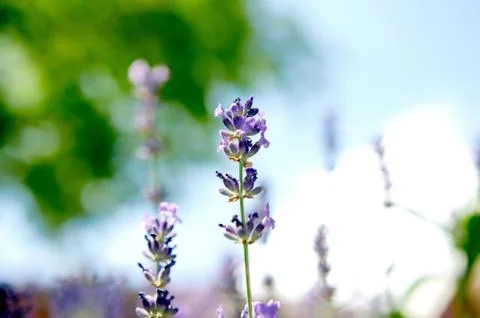 Levander 写真素材