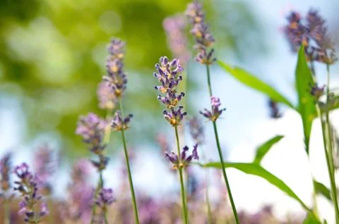 Levander 写真素材