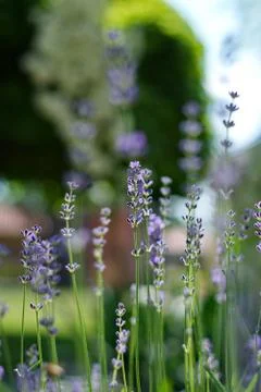 Levander Stock Photos