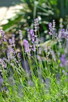 Levander Stock Photos