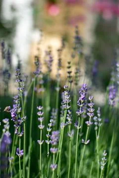 Levander Stockfoto's