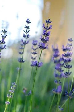 Levander Stockfoto's