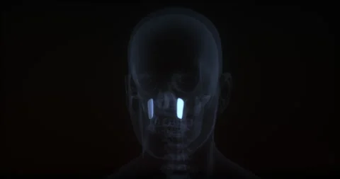 Levator anguli oris or caninus muscle in human body. X Ray. Loop Video stock 320631003