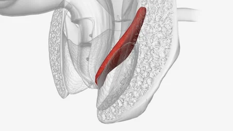 The levator ani is a broad, thin muscle group, situated on either side of the Video stock 270151268