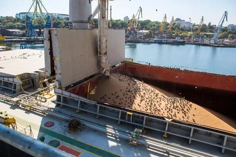 ?levator crane loads ship holds bulk with wheat. Birds in bulk hold during gr Foto stock