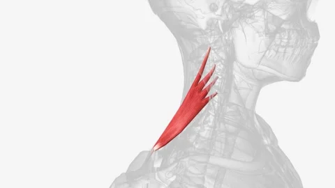 Levator scapulae is a long and slender muscle that anatomically belongs to the Video stock 248896022