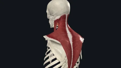Levator scapulae is a long and slender muscle that anatomically belongs to the Video stock 252011503