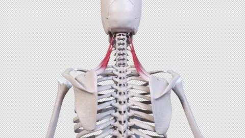 Levator Scapulae Muscle Movement Back View Video stock 328579456