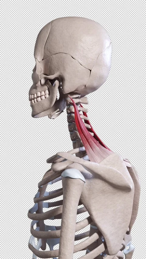 Levator Scapulae Muscle Movement Side View Vertical Video Video stock 328579685