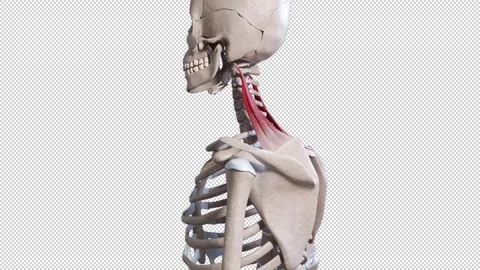 Levator Scapulae Muscle Movement Side View Video stock 328579698