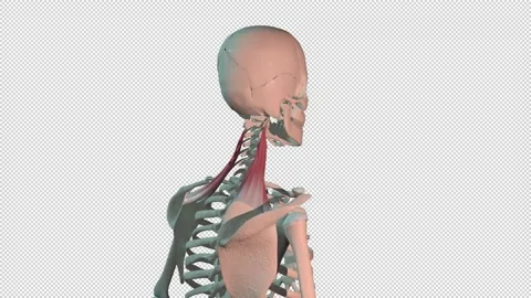 Levator Scapulae Muscles Full Rotation L... | Stock Video | Pond5