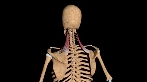 Levator Scapulae Muscles on Skeleton Video stock 129295904