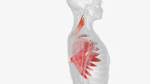 Levator scapulae is a posterior Axio-appenducular muscle that connects the upper Video stock 270145443