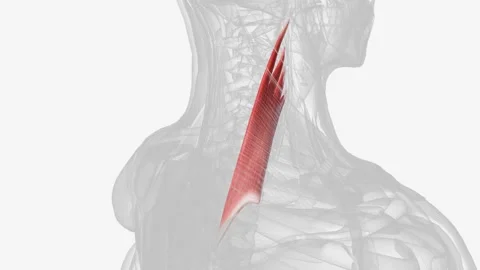 Levator scapulae is a posterior Axio-appenducular muscle that connects the upper Video stock 270150095