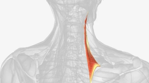 Levator scapulae is a posterior Axio-appenducular muscle that connects the upper Video stock 270151163