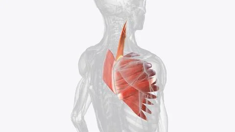 Levator scapulae is a posterior Axio-appenducular muscle that connects the up Stock Illustration