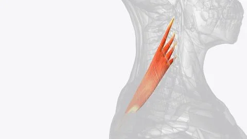Levator scapulae is a posterior Axio-appenducular muscle that connects the up Stock Illustration
