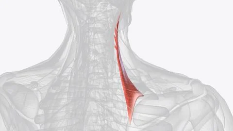 Levator scapulae is a posterior Axio-appenducular muscle that connects the up Stock Illustration