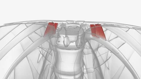 Levatores costarum functions in elevating the ribs, and produces rotation and 動画素材 270149596