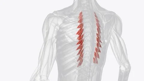 Levatores costarum functions in elevating the ribs, and produces rotation and Stock Photos