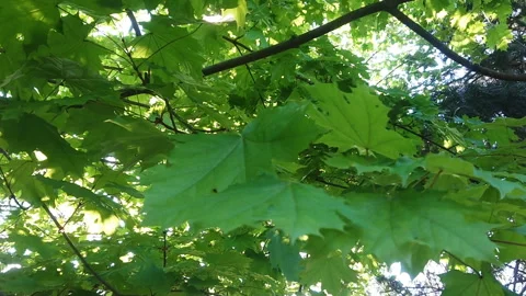 Leveas on maple tree with sun beams behind 動画素材 129780831