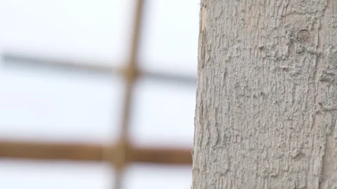 The level of construction is applied to the tree Stock Footage 92720565