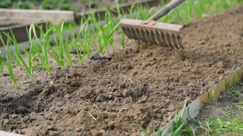 Leveling soil in garden bed with rake beside young green sprouts Stock Footage 341748257