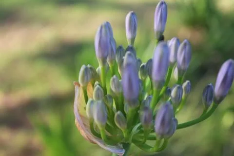 A levendel flower on a field Stock Photos