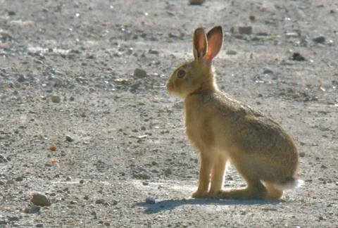 Leveret Stock Photos