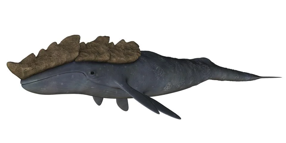 Leviathan Stock Illustration