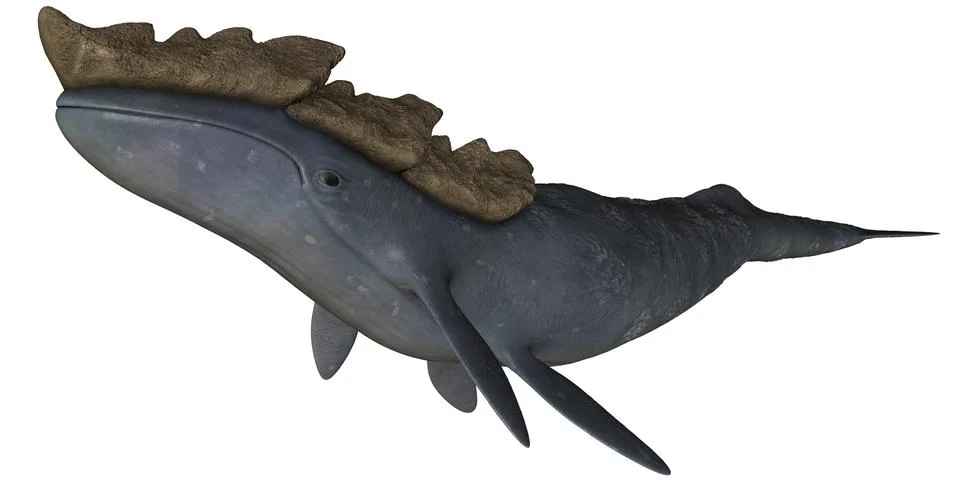 Leviathan Stock Illustration