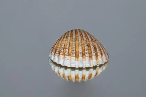 Levitating-like seashell Stock Photos