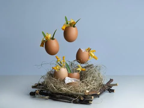 Levitation eggshell. Daffodils in eggshell. In and nest. concept on a light b Stock Photos