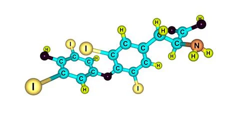 Levothyroxine molecular structure isolated on white Illustrazione stock