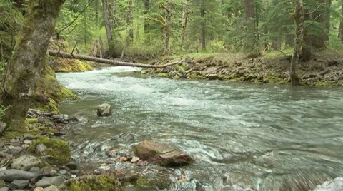 Lewis River 01 Video stock 7728549