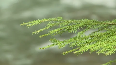 Lewis River 09 Stock Footage 7747108