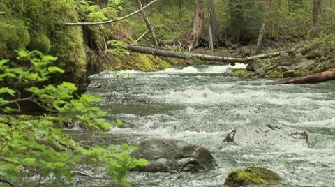 Lewis River 12 Video stock 7747223