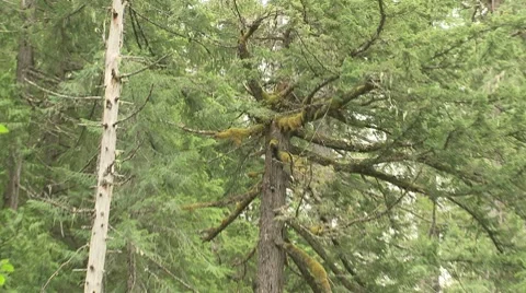 Lewis River 15 Stock Footage 7747404